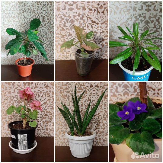 Комнатные растения