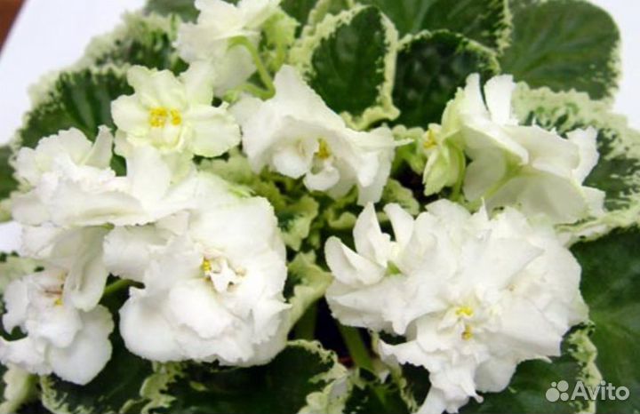 Сортовые фиалки