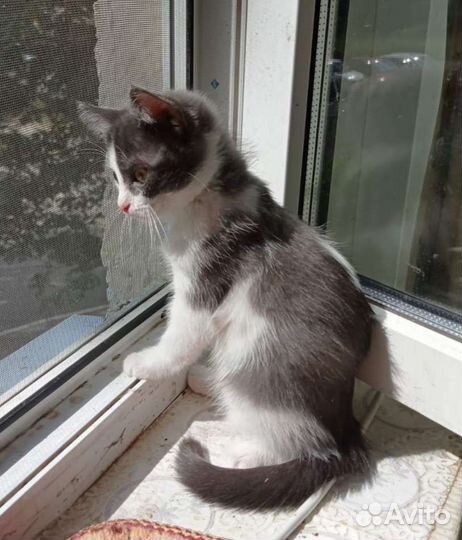 Молодая кошечка