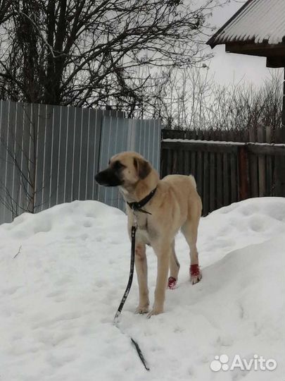 Белла ищет дом