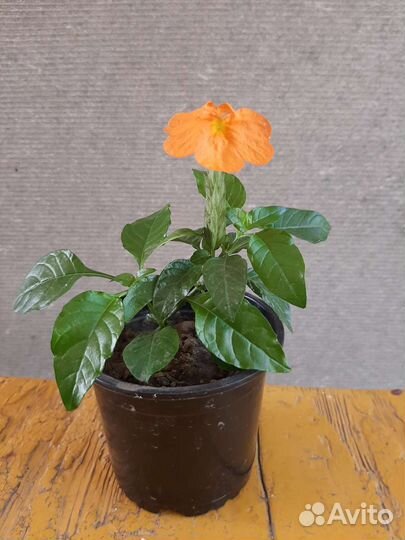 Кроссандра