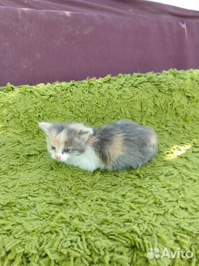 Котёнок девочка в добрые и заботливые руки