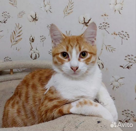 Рыжий котик подросток