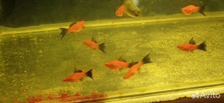 Аквариумные рыбки