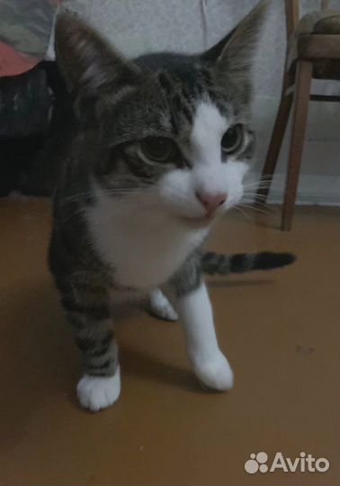 Котята 6 мес.ищут добрые ручки