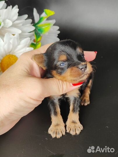 Малыши йорка