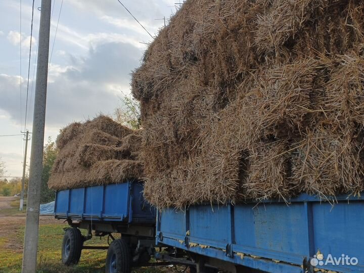 Солома пшеничная в тюках