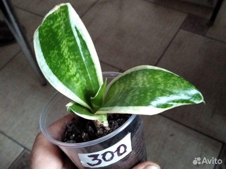 Сансивиерия сортовая низкорослая