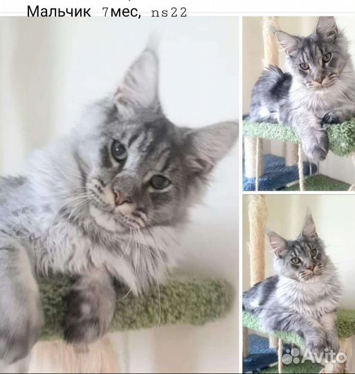 Котята Мейн-кун