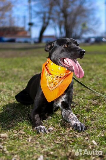 Собака в добрые руки, Витас