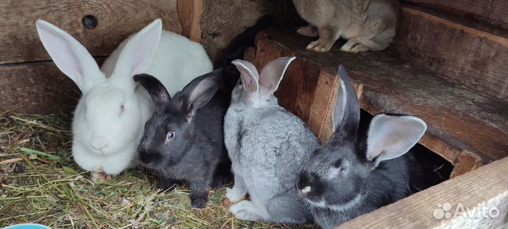 Кролики великаны