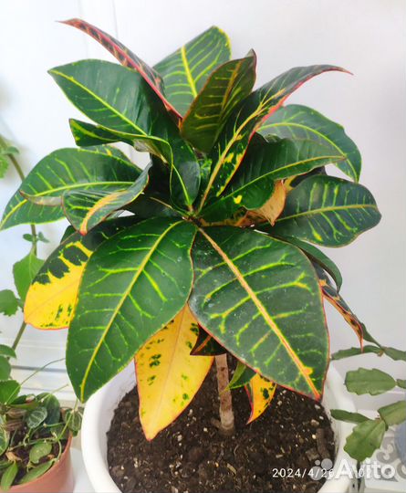 Комнатные растения, цветы