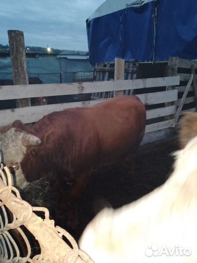 Продам бычков