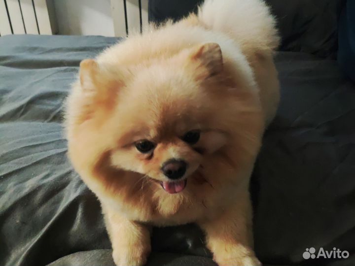 Немецкий шпиц вязка