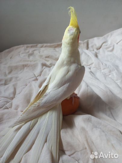 Попугаи кореллы