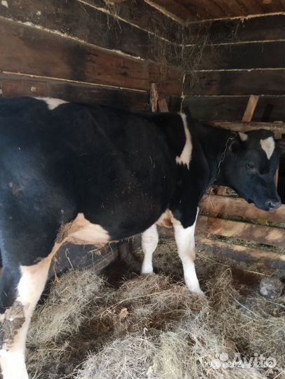 Бык живым весом продать