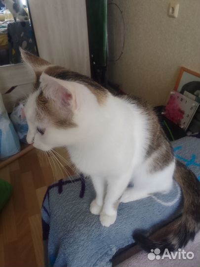 Отдам в добрые руки