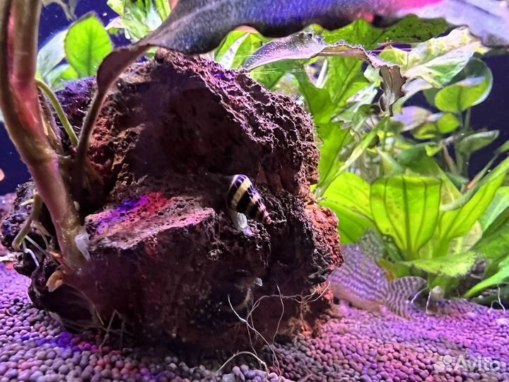 Улитка Хелена