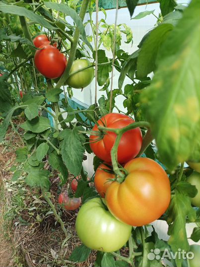 Помидоры
