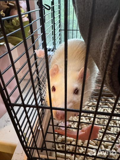 Крыса дамбо