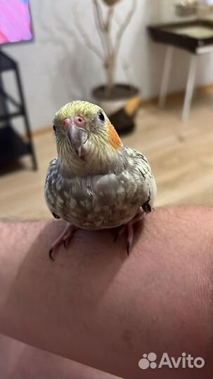 Пара попугаев Корелла