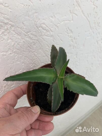 Каланхоэ лечебное