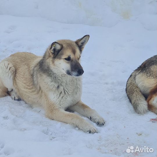 Лола и Барон