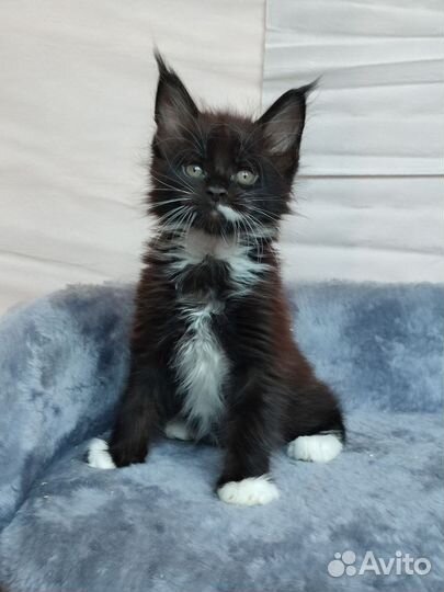 Мальчики мейн-кун