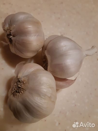 Чеснок озимый на посадку