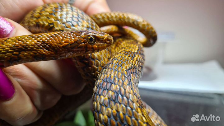 Узорчатый полоз