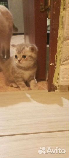 Шотландские вислоухие котята