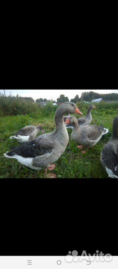 Гусь,домашнее мясо