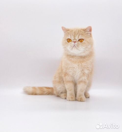 EXO Экзотическая кошка. Snoopy