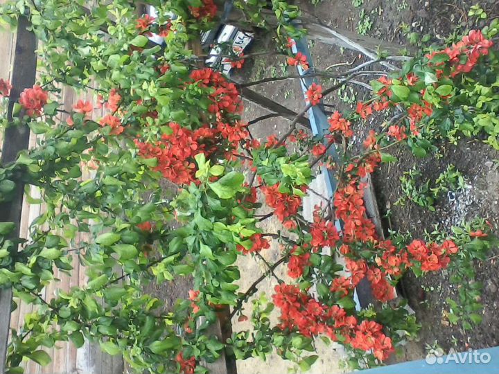 Уличные цветы