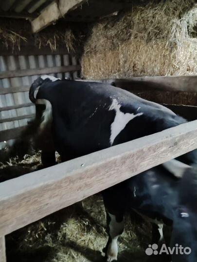 Быки на мясо