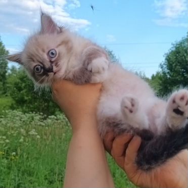 Рэгдолл котёнок