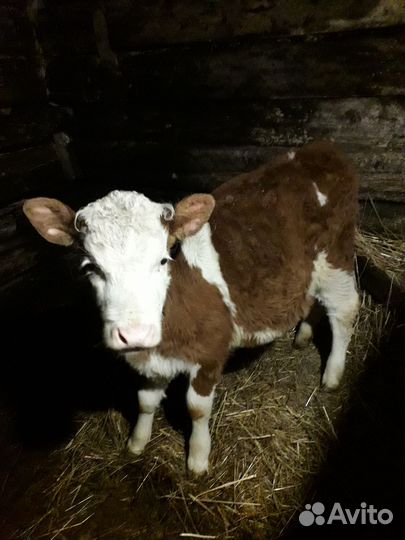 Навоз коровий