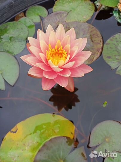 Нимфея персиковая