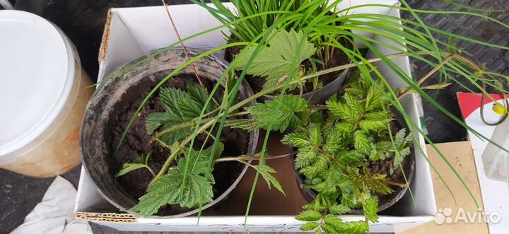 Саженцы княженики тибетской малины