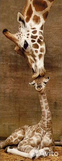 Паззл Ravensburger новый 