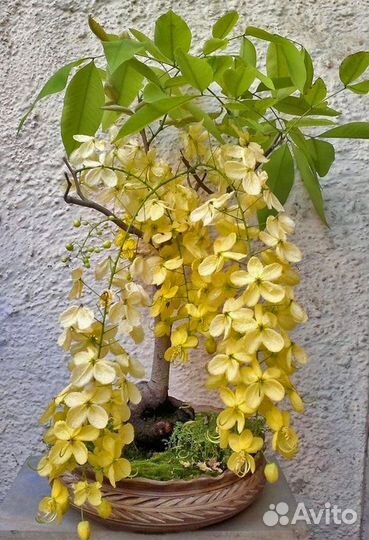 Кассия индийская семена