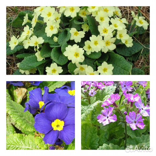 Многолетние цветы