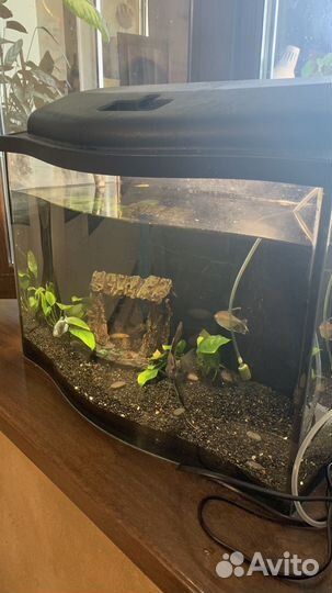 Готовый аквариум