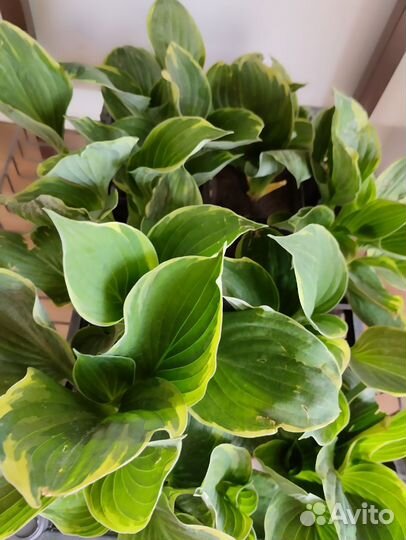 Хосты, плющ- Хедера, Дихондра