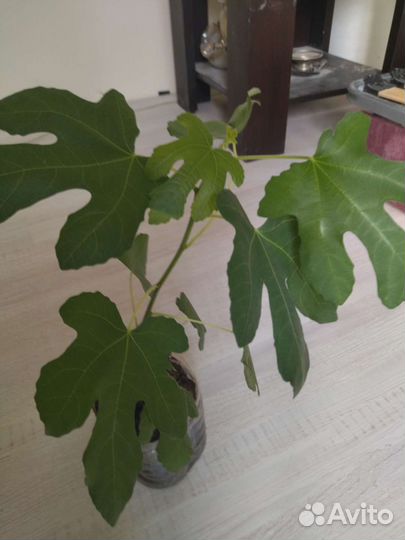 Цветы. Инжир самоплодный домашний и другие