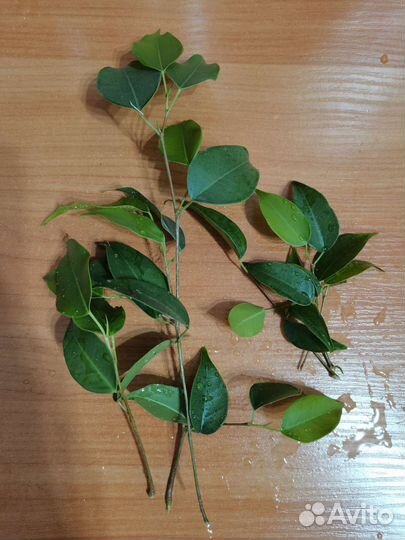 Черенки цветов