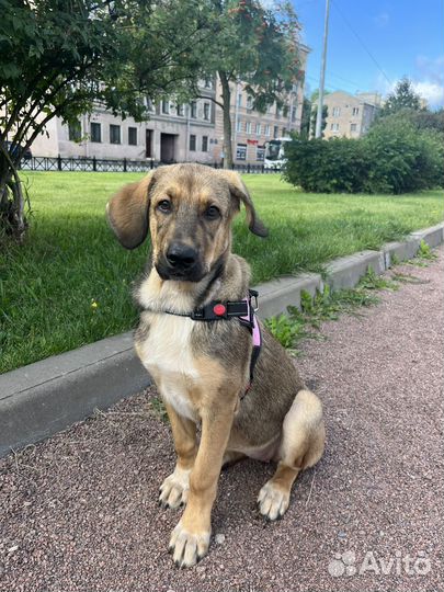 Щенок алабая