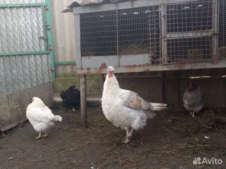 Продам индюшек