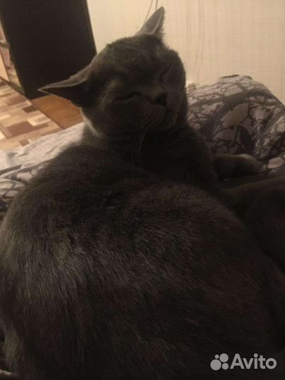 Шотландский кот вязка