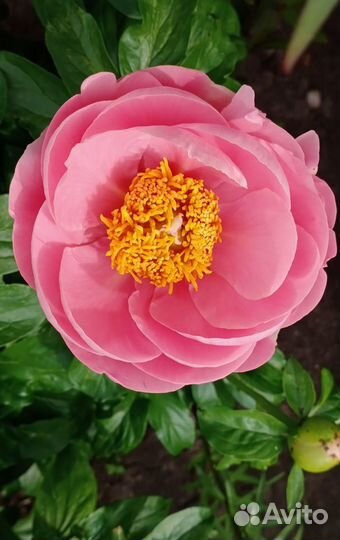 Пион Salmon Dream на осень 2023 года